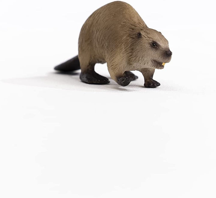 Beaver Beaver