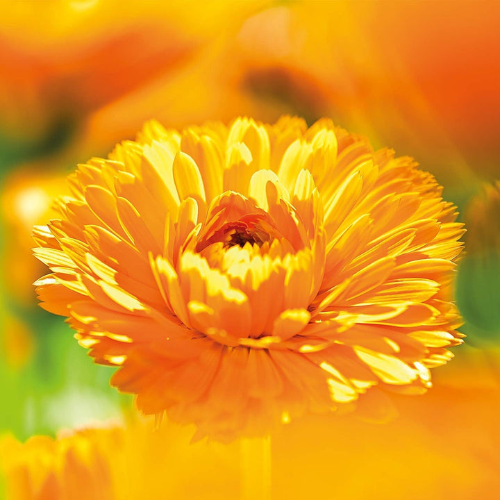 WELEDA Organic Baby Calendula Care Cream Body & Face 30ml - Cremă de față / cremă de piele pentru cosmetice naturale cu ulei de susan și lanolină pentru îngrijirea pielii uscate. Cremă hidratantă de îngrijire pentru bebeluși și copii Copii - Baie si Skincare Naty Shop